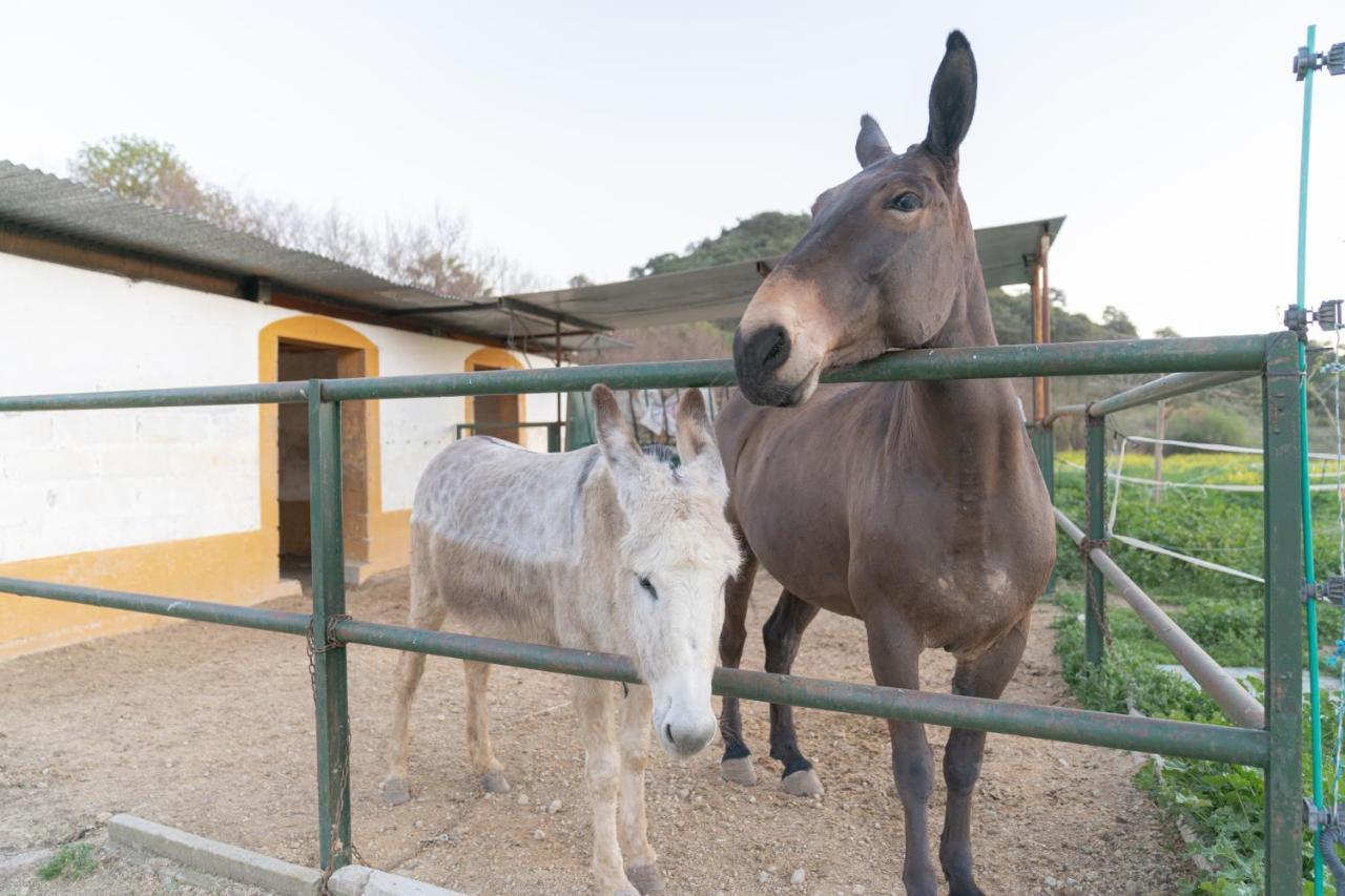 Alojamiento Rural Junto A Via Verde Olvera Ngoại thất bức ảnh